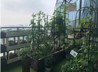 皇图生态农业，将绿色种植搬到每个阳台上