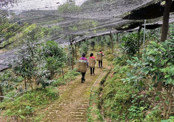 三丫生态农业的担当与坚守：千亩金花茶，助力乡村振兴