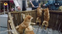 锅碗瓢盆，就是向往的生活