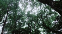 设计师陈蕾：日本——思·静