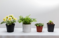 客厅家居绿植摆放技巧，很多家庭都做错了，财神见了不进屋