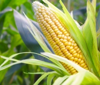 健康饮食从粗粮开始，黄河玉米村打造营养三餐