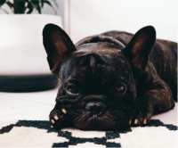 博乐新风真实案例：养宠家庭如何告别过敏异味，换回清新空气