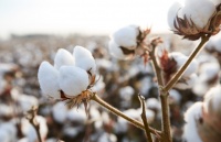 棉与自然和谐共生 全棉时代新疆溯源之旅