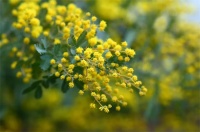 上臣地板好物推荐：幸福的守望者——相思木