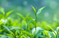 碧然德联合天猫每周大牌日，邀你一起来喝“茶”