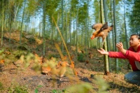大学生养鸡屈才吗？多名大学生返乡创业竹林找鸡