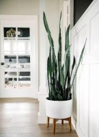 惊呆！新房用这几招除甲醛的效果是完全不一样的，你也可以试试