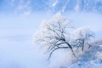 千年舟澳松板 让家居环境舒适又安心的「网红」单品