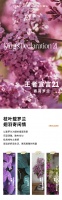 【领绣·菁华】遇见最好春光，遇见都市的桃花源