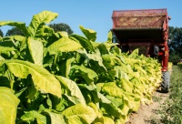 助力“三农”发展！中广欧特斯服务河南烟叶热泵烘干产业